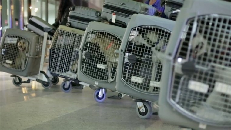  BETA Launches New Program To Send Lebanese Dogs Abroad,Facing Low Local Adoption Rates